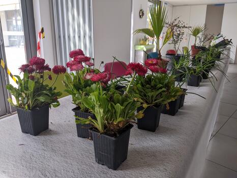 Serre Cavalier EHPAD : troc plantes de Mars 2025