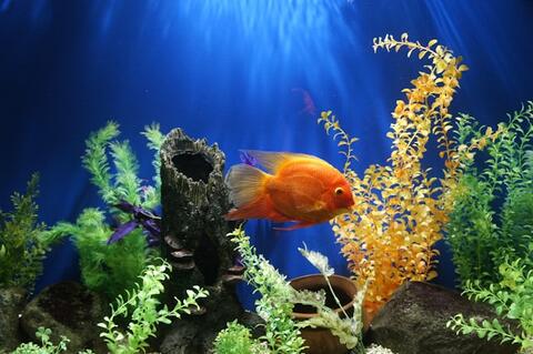 serre cavalier aquarium sortie mer
