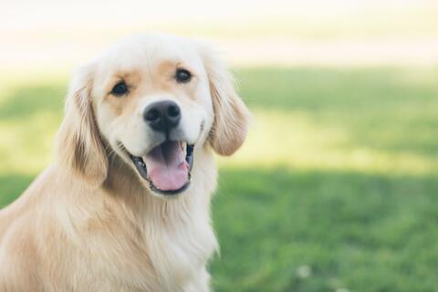 obiwen-golden-labrador-serre-cavalier