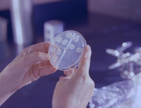 illustration de bacteries tuberculose